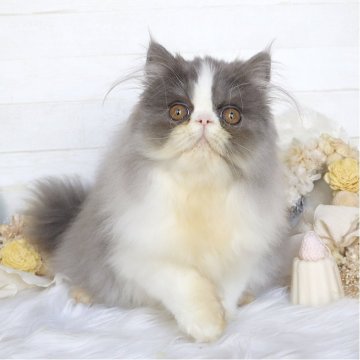 エキゾチックショートヘア【大阪府・女の子・2025年7月22日・ブルー&ホワイト（ロング）】の写真「☆ぬいぐるみと間違うほど可愛い女の子☆」