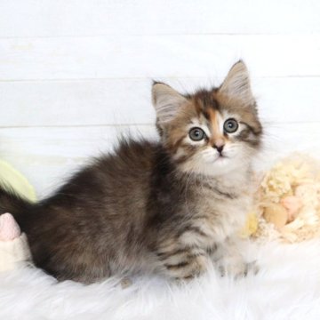 サイベリアン【大阪府・女の子・2025年12月22日・ブラウンパッチドタビー&ホワイト】の写真「☆まん丸おめめのキュート系美少女☆」