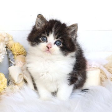 サイベリアン【大阪府・男の子・2025年12月22日・ブラウンタビー&ホワイト】の写真「☆お顔、毛量パーフェクトに可愛い美男子☆」