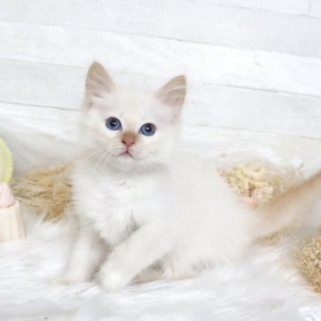 サイベリアン【大阪府・男の子・2025年12月22日・レッドリンクスポイント】の写真「☆表情豊かなもふもふ天使☆」