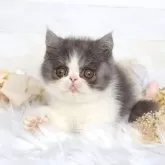 エキゾチックショートヘア