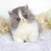 エキゾチックショートヘア