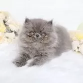 エキゾチックショートヘア