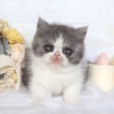 エキゾチックショートヘア