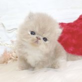 エキゾチックショートヘア