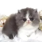 エキゾチックショートヘア