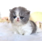 エキゾチックショートヘア