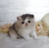 エキゾチックショートヘア