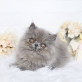 エキゾチックショートヘア
