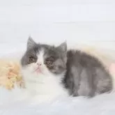 エキゾチックショートヘア