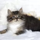 サイベリアン