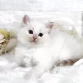 サイベリアン