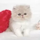 エキゾチックショートヘア