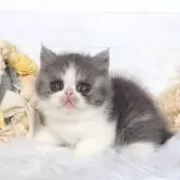 エキゾチックショートヘア【大阪府・男の子・2025年12月23日・ブルー&ホワイト】の写真13