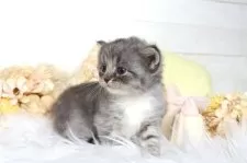 サイベリアン【大阪府・男の子・2025年8月4日・ブルータビー&ホワイト】の写真11