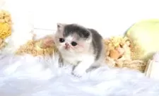 エキゾチックショートヘア【大阪府・女の子・2025年7月22日・ダイリュートキャリコ】の写真8