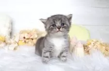 サイベリアン【大阪府・男の子・2025年8月4日・ブルータビー&ホワイト】の写真13