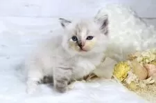 サイベリアン【大阪府・女の子・2025年5月10日・シールトーティリンクスポイント】の写真8