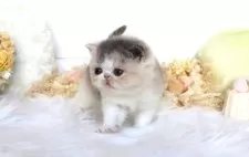 エキゾチックショートヘア【大阪府・女の子・2025年7月22日・ダイリュートキャリコ】の写真12