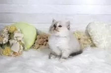 サイベリアン【大阪府・女の子・2025年5月10日・シールトーティリンクスポイント】の写真2