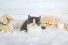 エキゾチックショートヘア【大阪府・男の子・2025年12月23日・ブルー&ホワイト】の写真7