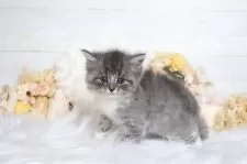 サイベリアン【大阪府・男の子・2025年8月4日・ブルータビー&ホワイト】の写真8