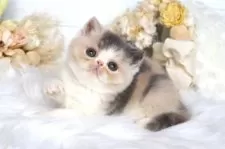 エキゾチックショートヘア【大阪府・女の子・2025年7月22日・ダイリュートキャリコ】の写真3