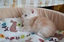 メインクーン【長野県・男の子・2017年11月26日・クリームマッカレル】の写真2「12/28撮影（生後32日目）」