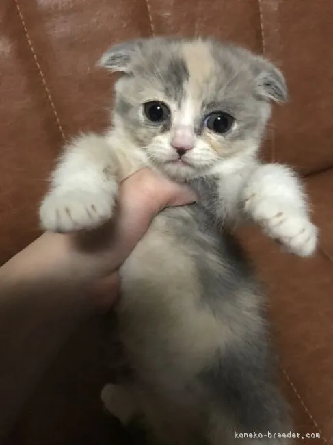 ID：1804-00124の子猫