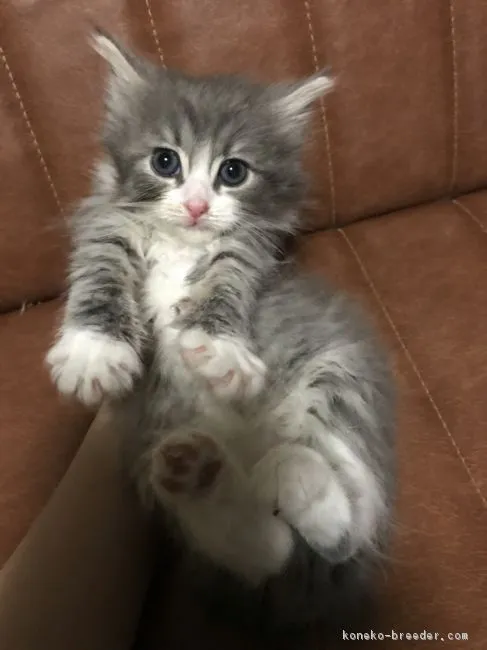 ID：1804-00123の子猫