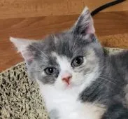 スコティッシュフォールド(立ち耳)【北海道・女の子・2018年2月5日・ブルークリーム&ホワイト】の写真1「4月18日撮影」