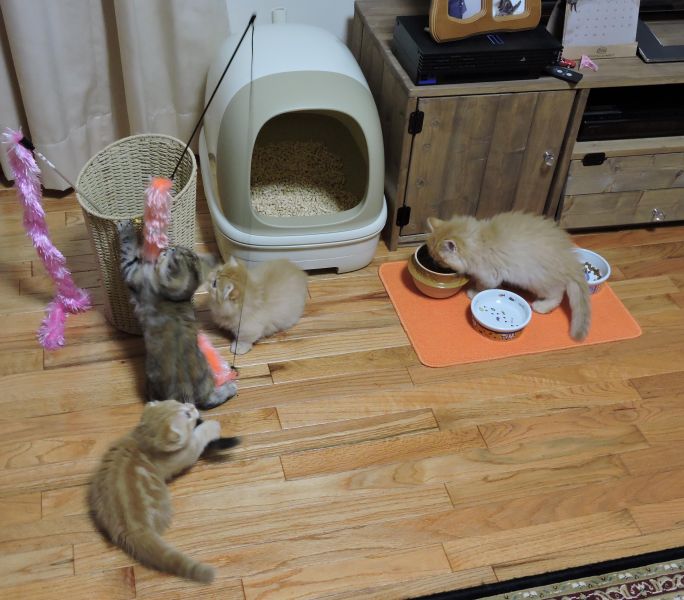 毎日、自由にのびのび元気に遊んでいます。｜伊東　茂男(いとう　しげお)ブリーダー(東京都・マンチカンなど・TICA/ACC登録)の紹介写真3