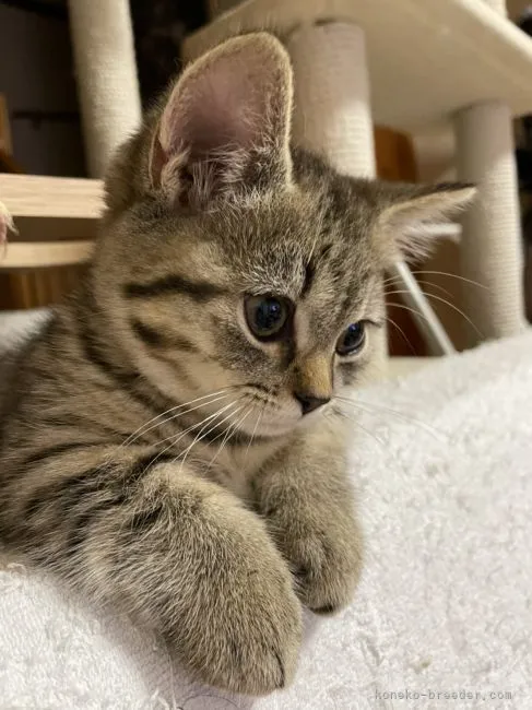 ID:2110-00081の子猫