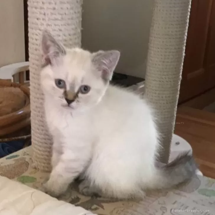 ID:2312-01715の子猫
