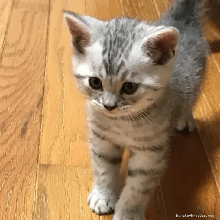 ID:2311-00544の子猫