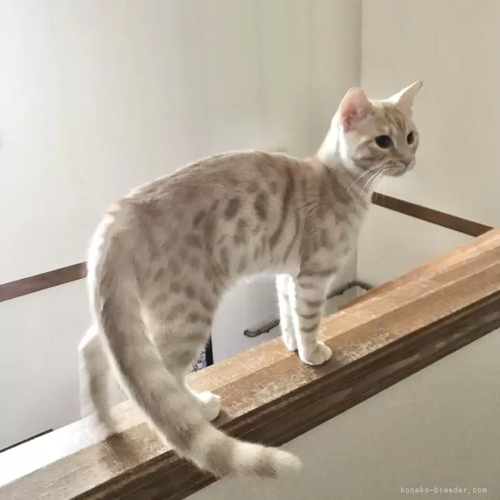 ID:2311-00614の子猫