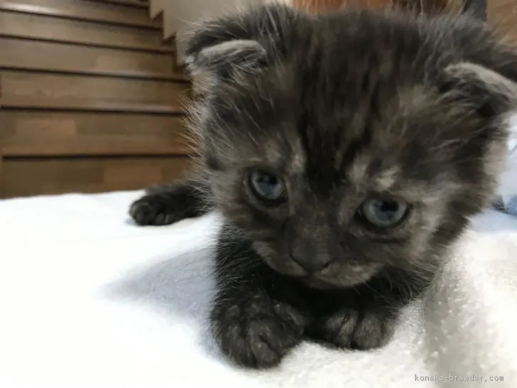 ID：1711-00691の子猫