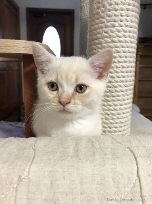 ID:2004-02252の子猫