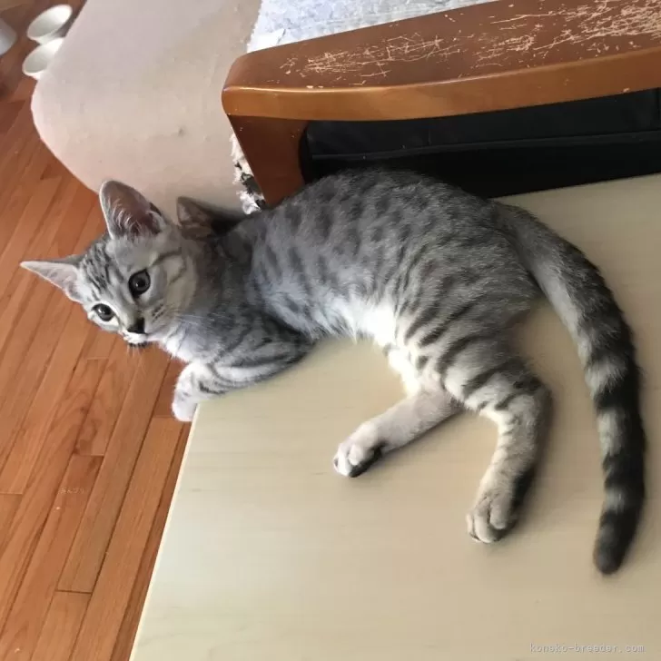 ID:2409-02442の子猫