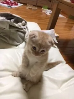 ID:1610-00761の子猫