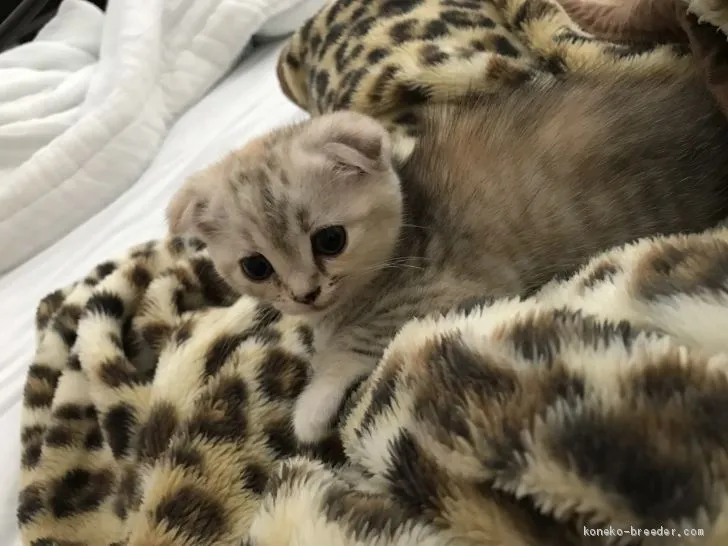 ID：1907-00846の子猫
