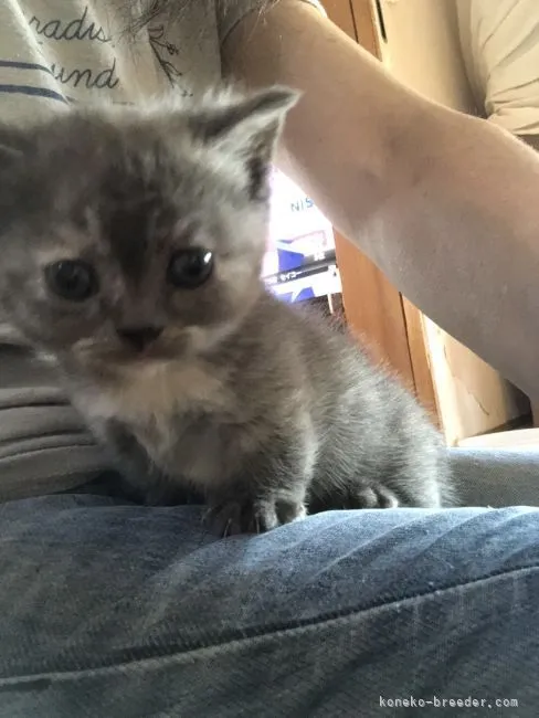 ID:2107-02286の子猫