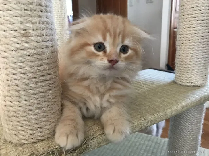 ID：1708-01107の子猫