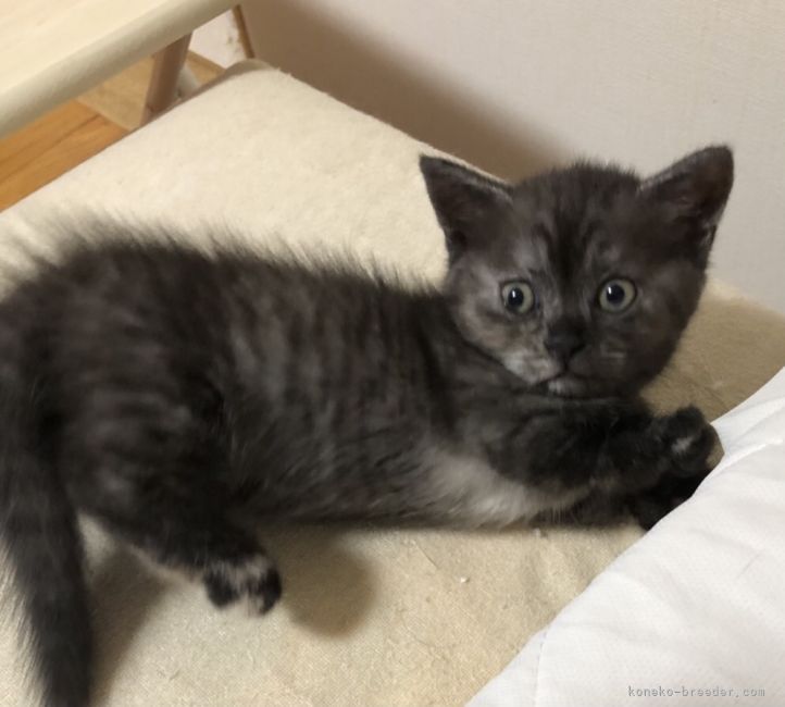 アユジロウ 様のお迎えした子猫