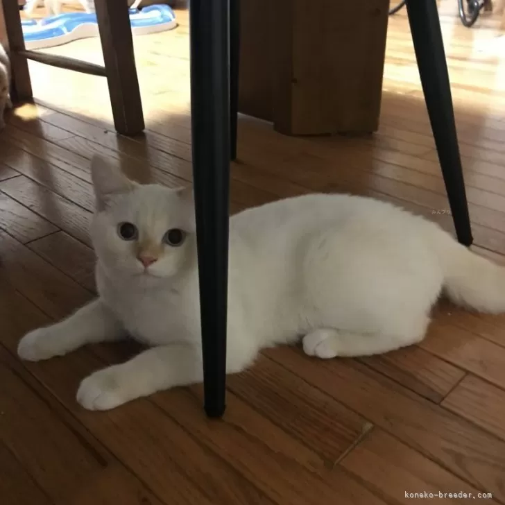 ID:2404-03494の子猫