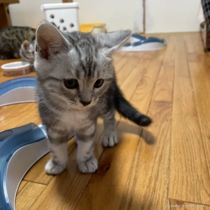 ID:2305-00862の子猫