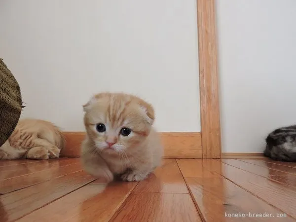 ID：1512-00343の子猫