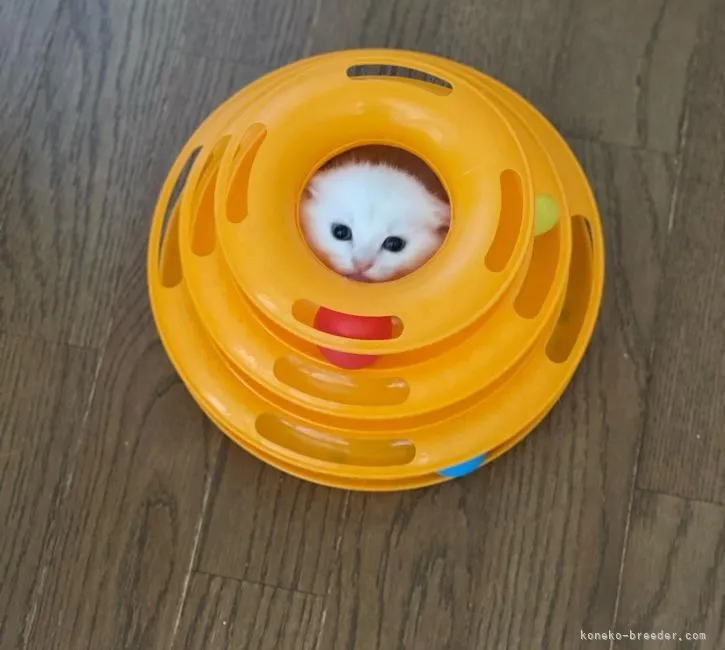 ID:2202-00439の子猫