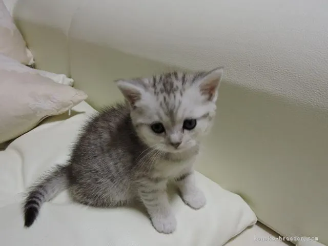 やっこ-ℹ︎ 様のお迎えした子猫