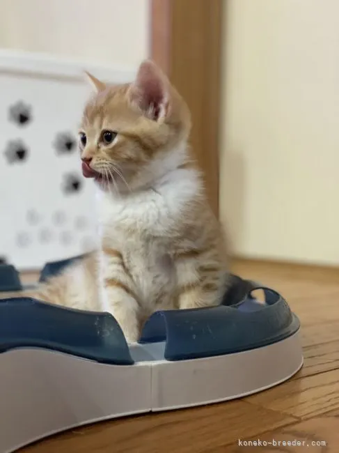 ID:2207-01774の子猫